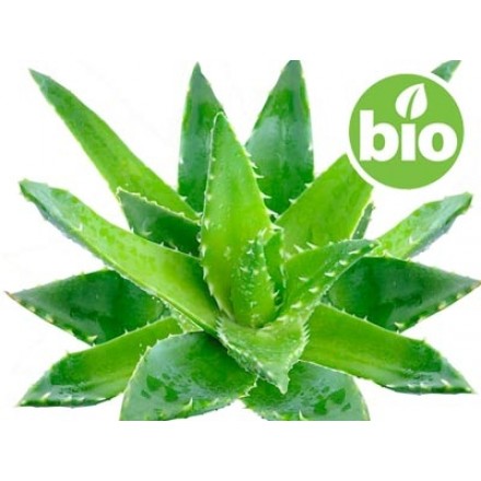 Organic Aloe Vera Oil