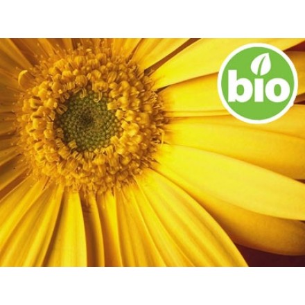 Organic Arnica Oil in Organic Olive Oil