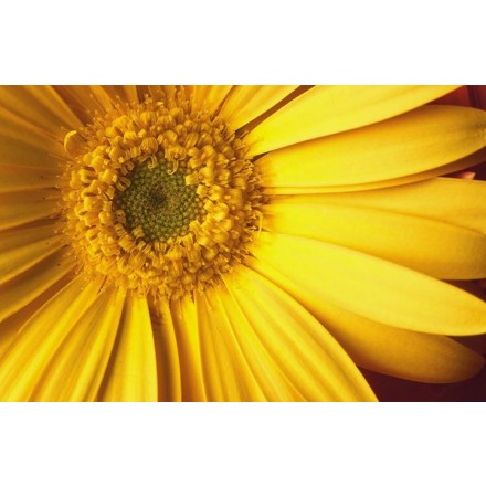 Arnica Oil