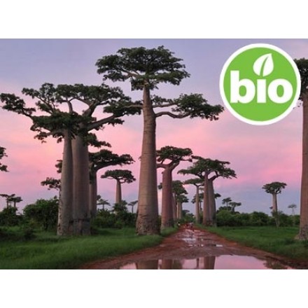 Organic Baobab Oil - 1st Pressing