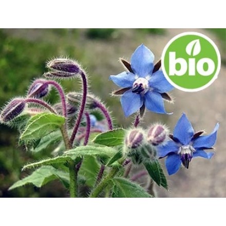 Organic Virgin Borago / Borage Oil - 1st Pressing