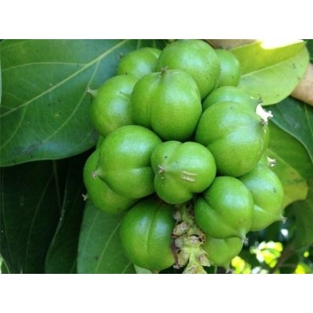 Organic 1st Cold-pressed Cacay Oil