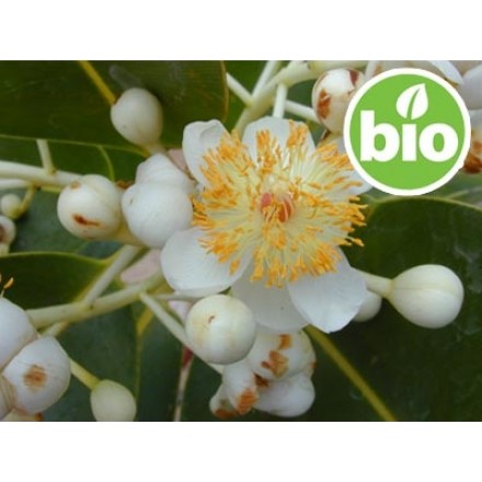 Organic Virgin Calophyllum - Tamanu Oil, 1st Pressed