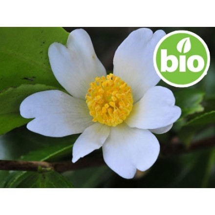 Organic 1st-press Virgin Camelia Oleifera Oil