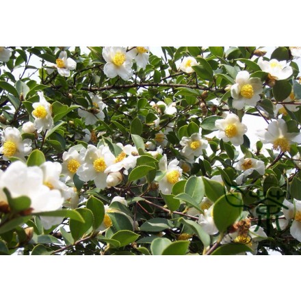 Camellia Oil - Green Tea