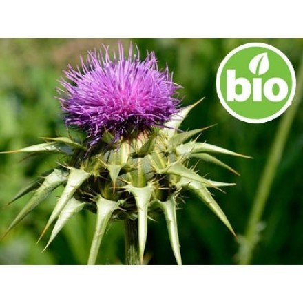 Organic Milk Thistle Oil - 1st Pressing