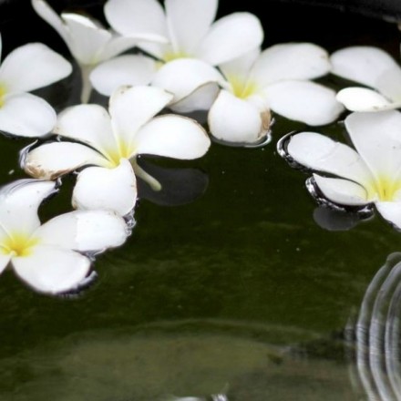 Original Tahitian Monoi (Unscented)