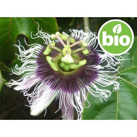 Organic Passionflower / Passion Fruit Oil - 1st Pressing