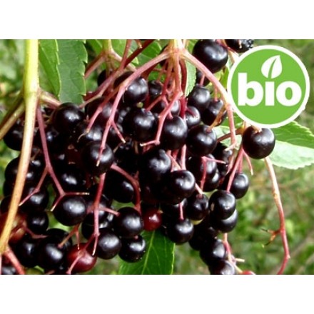 Organic 1st-press Elderberry Oil