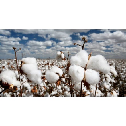Cottonseed Oil
