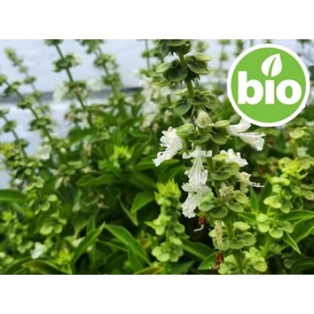 Organic Sweet Basil Essential Oil - CT Linalool