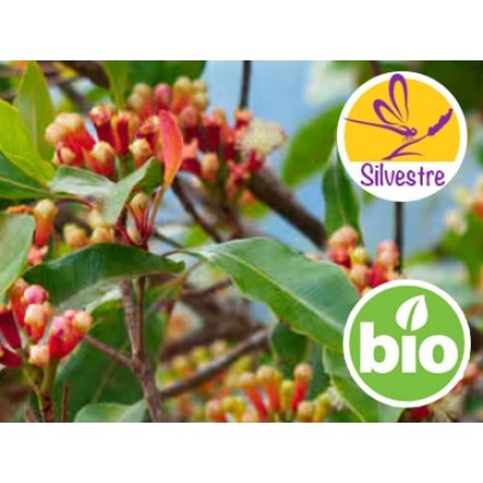 Fresh Clove Flower Bud Essential Oil - Wild