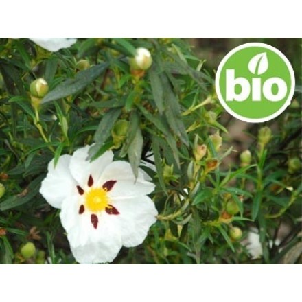 Organic Cistus Hydrolat - Wild