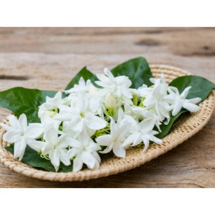 Jasmine Grandiflorum Absolute