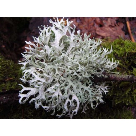 Oakmoss Absolute