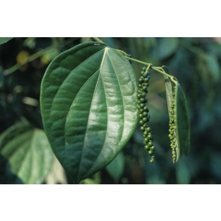 Black Pepper Essential Oil