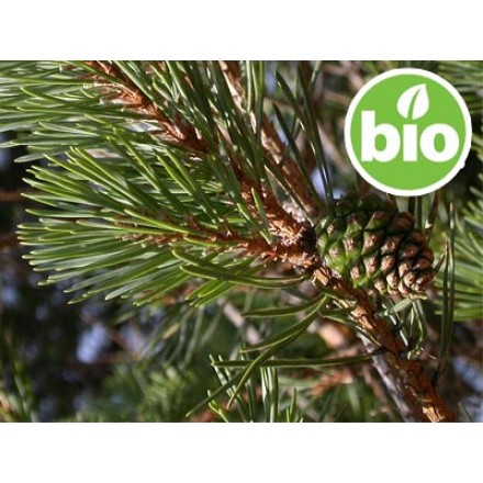 Organic Scots Pine Essential Oil