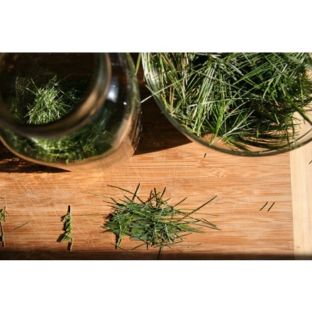Scots Pine Essential Oil