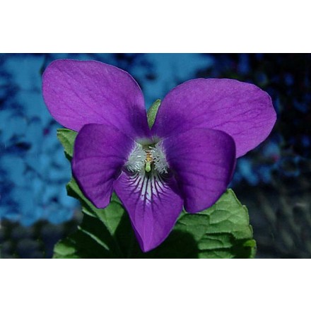 Violet Absolute