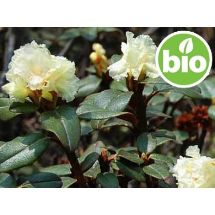 Wild and Organic Rhododendron Essential Oil