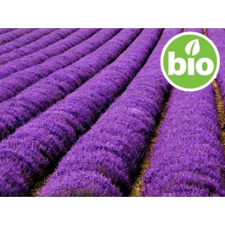 Organic Lavender Flower Macerate