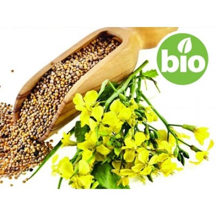 Organic Mustard Seed Oil