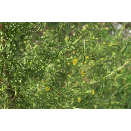 100% Natural Olivardilla Hydrolat