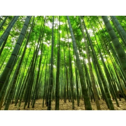 Bamboo Forest Fragrance