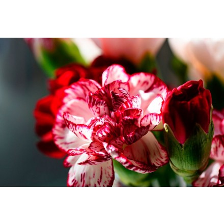 Carnation Fragrance
