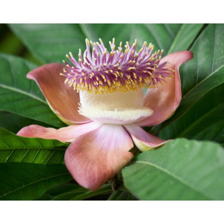 Champa Flower Fragrance