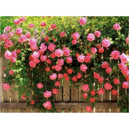 Garden Rose Fragrance