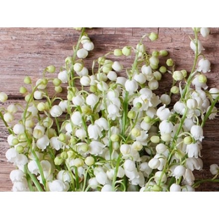 Lily of the Valley Fragrance