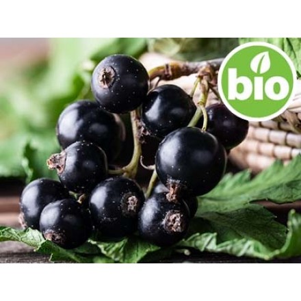 Organic Blackcurrant Oil