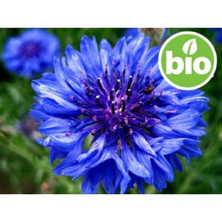 Organic Cornflower Hydrolat - Stabilised.