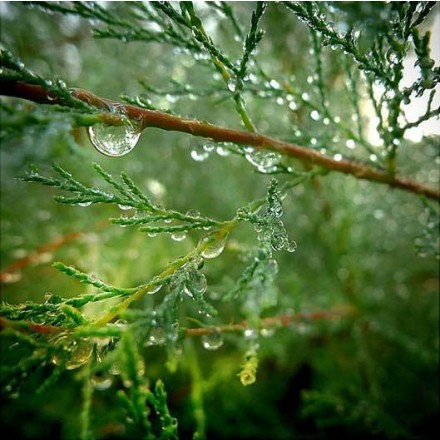 Organic Cypress Hydrolat