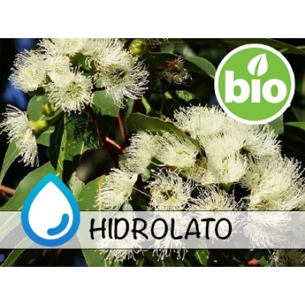 Organic Eucalyptus Hydrolat