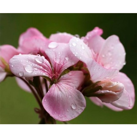 Organic Geranium Hydrolat