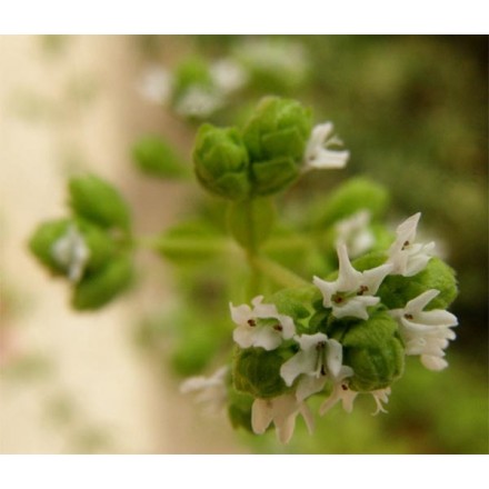 Organic Spanish Marjoram Hydrolat