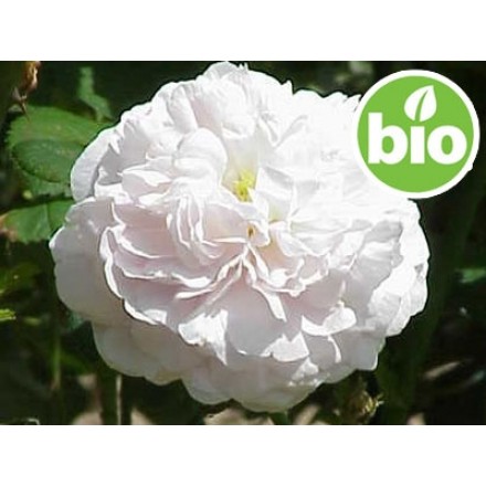 Organic Rosa Alba Hydrolat