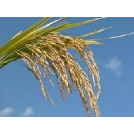 Corn Starch phEur / USP.