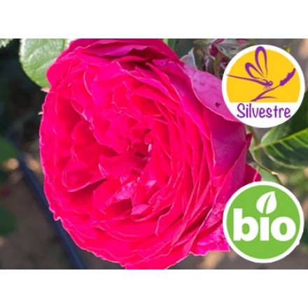 Organic Rosa Centifolia Hydrolat