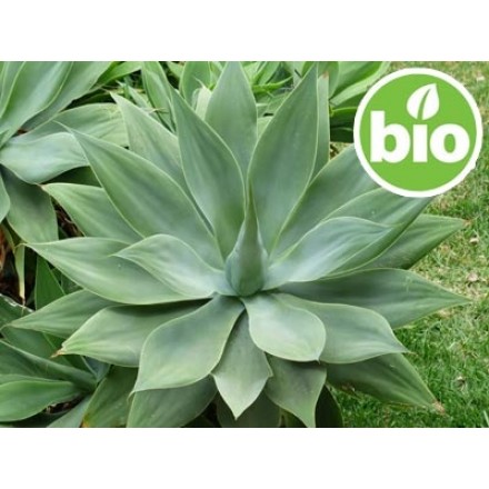 Organic Vegetable Inulin