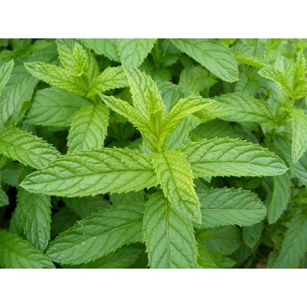Organic Mint Hydrolat - 100% Pure