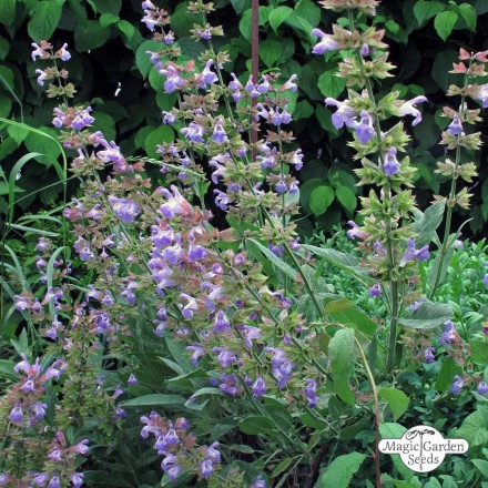 Organic Salvia Lavandulifolia / Spanish Sage Hydrolat