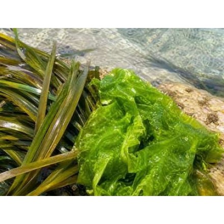 Marine Posidonia Complex - Moisturising