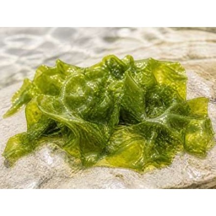 Marine Ulva Complex - Anti-ageing