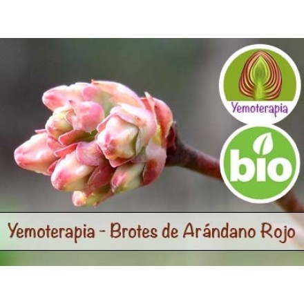 Lingonberry Young Shoots - Gemmotherapy