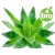 Organic Aloe Vera Oil