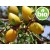 Organic Virgin Argan Oil, 1st Cold-Pressed