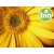 Organic Arnica Oil in Organic Olive Oil